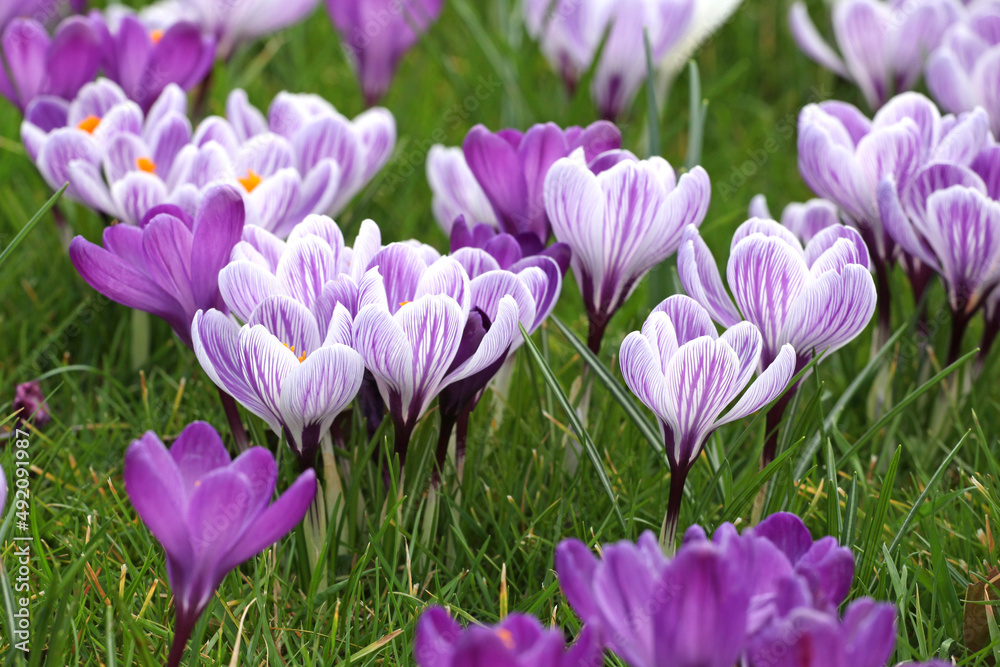 Purple and mauve crocus ÔpickwickÕ and Ôflower recordÕ blooming. Purple and mauve crocus ÔpickwickÕ and Ôflower recordÕ blooming.