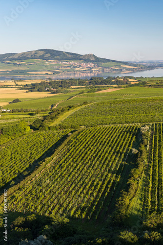 Vineyards under Palava near Zajeci  Southern Moravia  Czech Republic