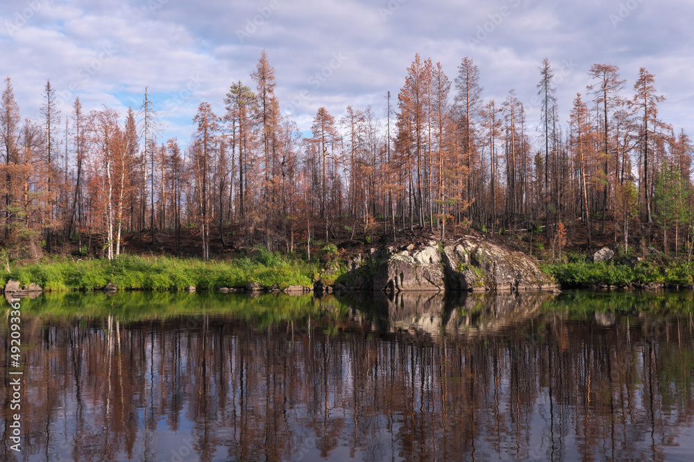 Burnt forest on the bank of the Tumcha river on sunny summer day. Murmansk Oblast, Russia.