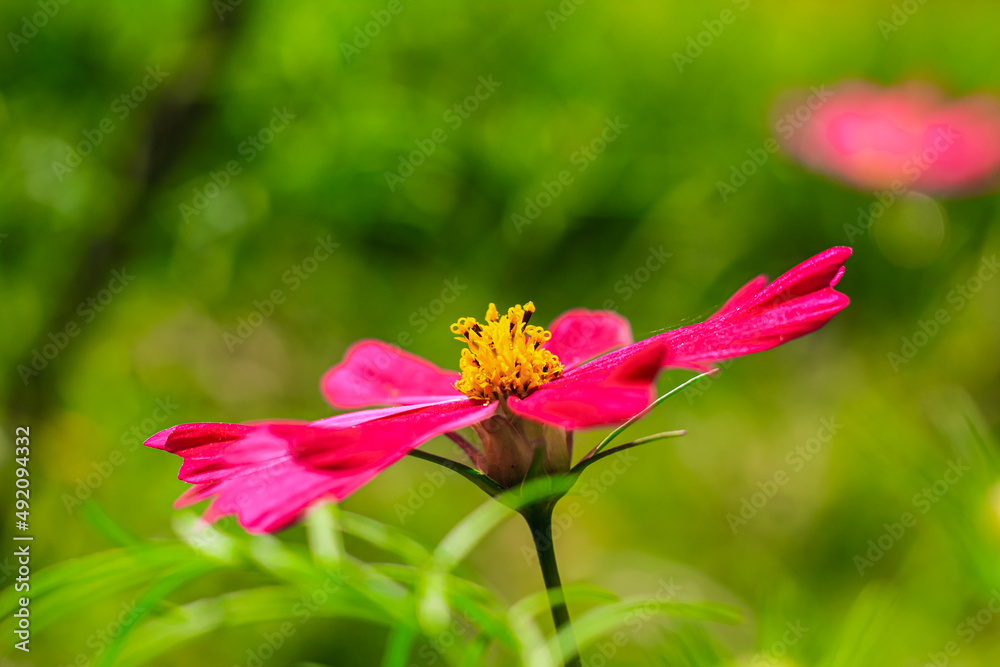 Close-up of cosmos flower (Cosmos Bipinnatus). Beautiful cosmos flower with green background. Close-up of cosmos flower (Cosmos Bipinnatus). Beautiful cosmos flower with green background.