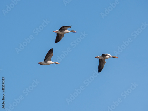Barnacle geese in flight against a clear blue sky