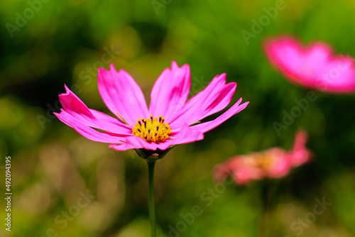 Close-up of cosmos flower  Cosmos Bipinnatus . Beautiful cosmos flower with green background.