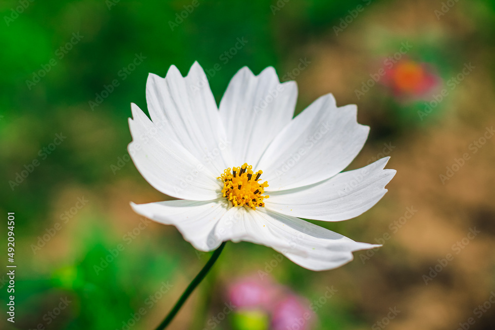 Close-up of cosmos flower (Cosmos Bipinnatus). Beautiful cosmos flower with green background. Close-up of cosmos flower (Cosmos Bipinnatus). Beautiful cosmos flower with green background.