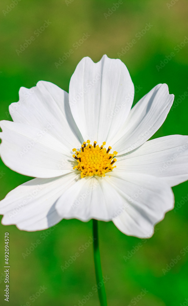 Close-up of cosmos flower (Cosmos Bipinnatus). Beautiful cosmos flower with green background. Close-up of cosmos flower (Cosmos Bipinnatus). Beautiful cosmos flower with green background.