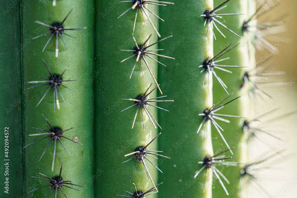 Spikes of a cactus in detail and macro Spikes of a cactus in detail and macro