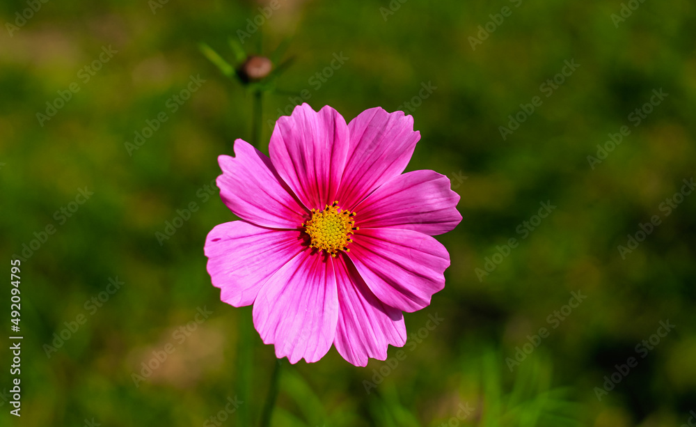 Close-up of cosmos flower (Cosmos Bipinnatus). Beautiful cosmos flower with green background. Close-up of cosmos flower (Cosmos Bipinnatus). Beautiful cosmos flower with green background.