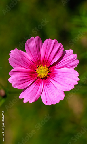 Close-up of cosmos flower (Cosmos Bipinnatus). Beautiful cosmos flower with green background.