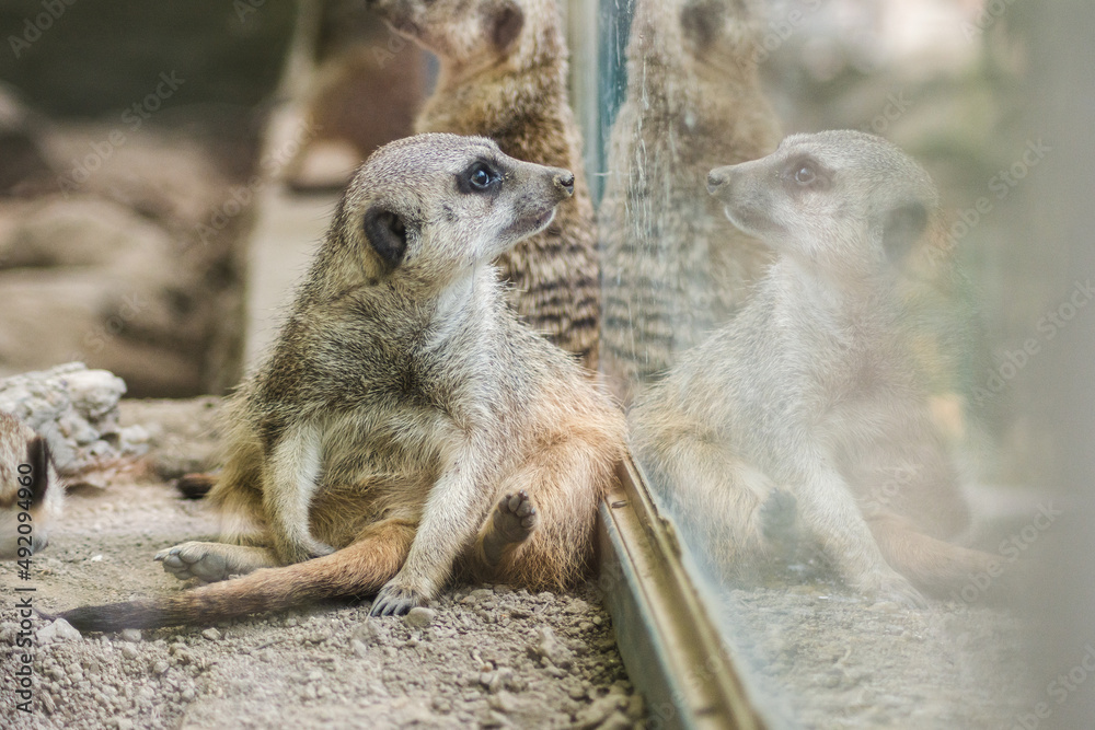 Fototapeta premium Shot of a meerkat in a zoo
