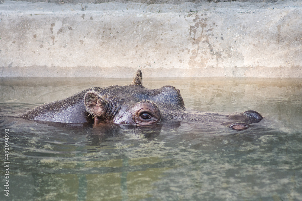 Close up shot of hippopotamus in the zoo Close up shot of hippopotamus in the zoo