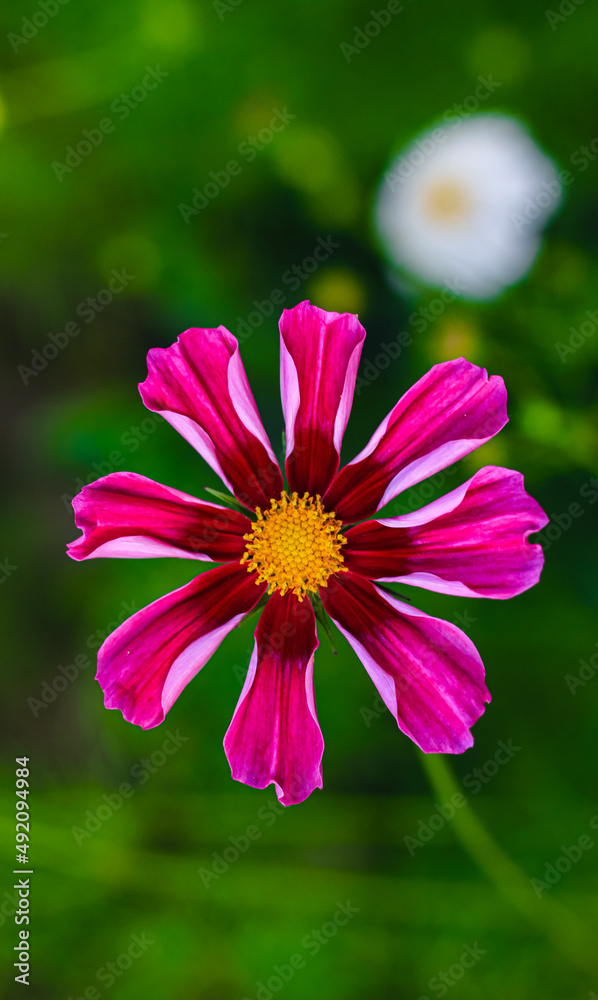Obraz premium Close-up of cosmos flower (Cosmos Bipinnatus). Beautiful cosmos flower with green background.