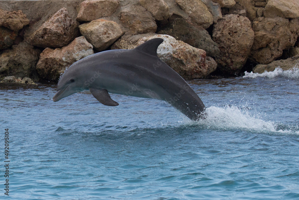 Fototapeta premium Delfin-Sprung im schönen Meer