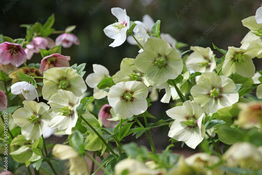 The fading flowers of white Helleborus hybridus mix, The fading flowers of white Helleborus hybridus mix,