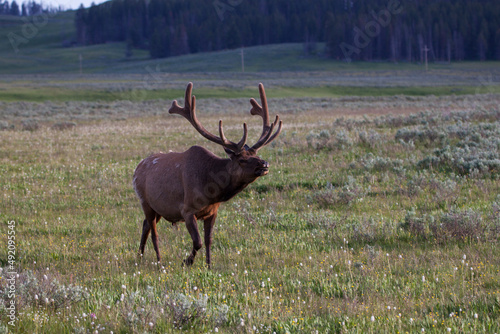 Bull Elk in Yellowstone National Park