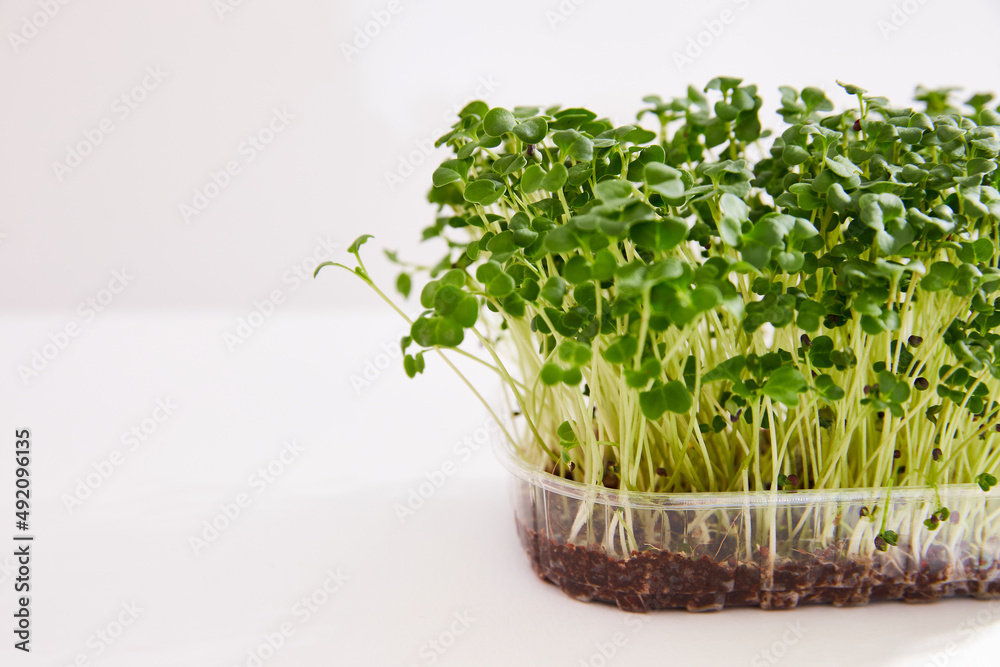 Closeup of a fresh micro green arranged in a plastic box isolated on white background. Horizontal view. Closeup of a fresh micro green arranged in a plastic box isolated on white background. Horizontal view.