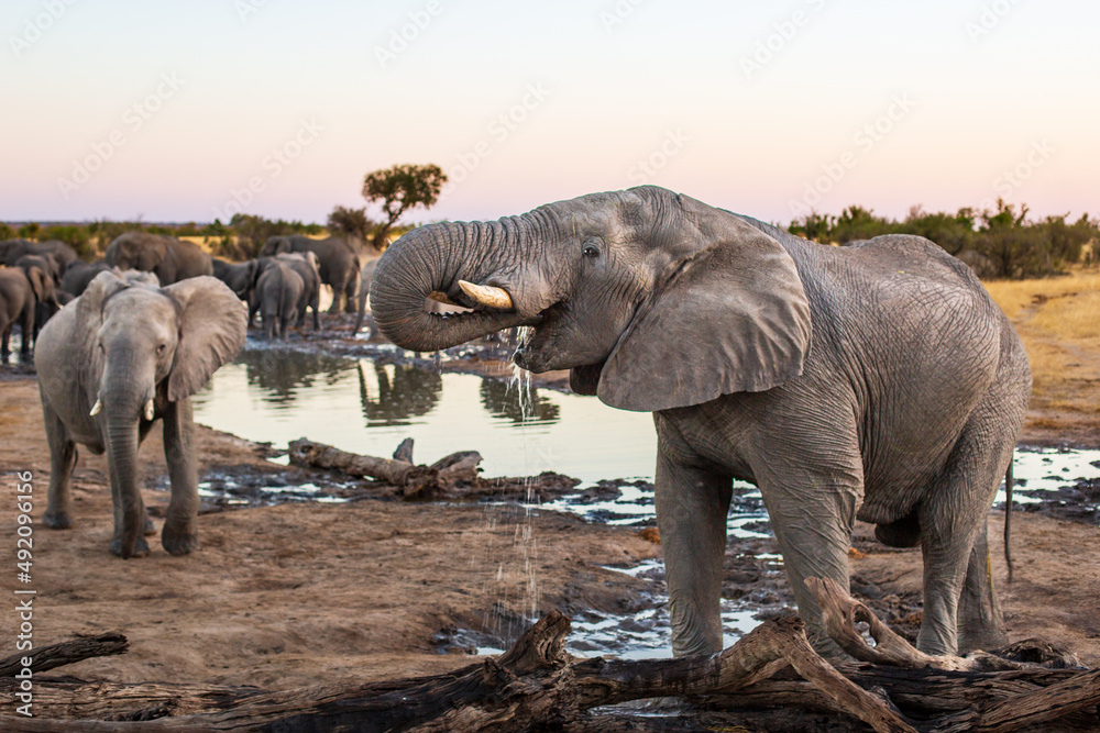 African elephant drinking water at Nehibma watering hole, Hwange National Park, Zimbabwe Africa - obrazy, fototapety, plakaty 
