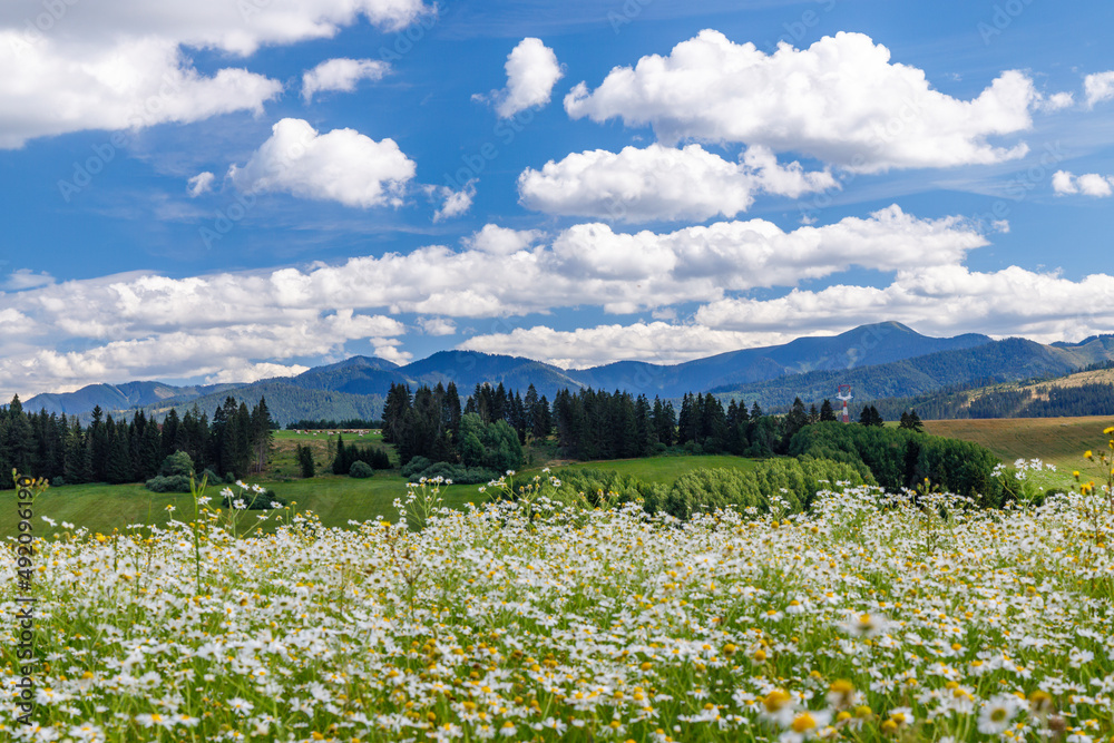 Blooming meadow with Low Tatras in summer time, Slovakia