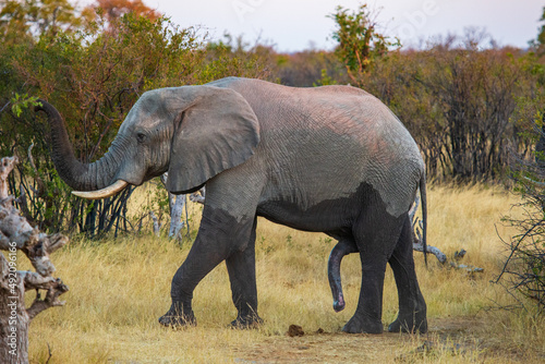 Large male African elephant in the savannah  Nehimba Safari Lodge, Hwange National Park, Zimbabwe Africa © Joanne