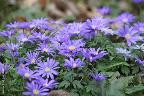 The purple Grecian Windflower in bloom