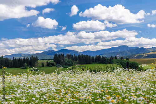 Blooming meadow with Low Tatras in summer time  Slovakia
