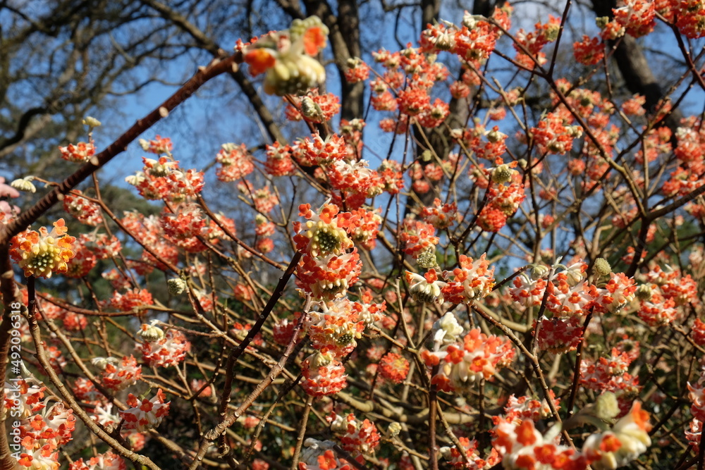 Edgeworthia chrysantha 'red dragon' paperbush in flower. Edgeworthia chrysantha 'red dragon' paperbush in flower.