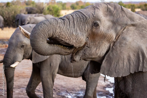 African elephant drinking water at Nehibma watering hole  Hwange National Park  Zimbabwe Africa