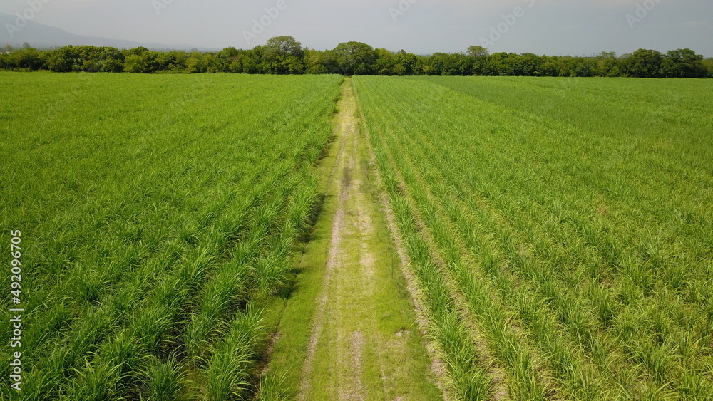 sugarcane cultivation in northwestern Argentina sugarcane cultivation in northwestern Argentina