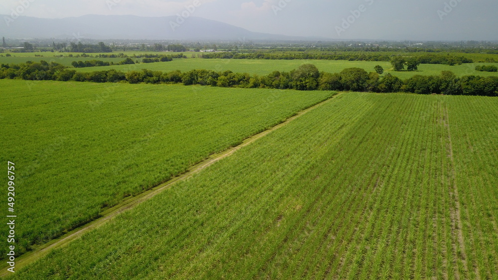 sugarcane cultivation in northwestern Argentina