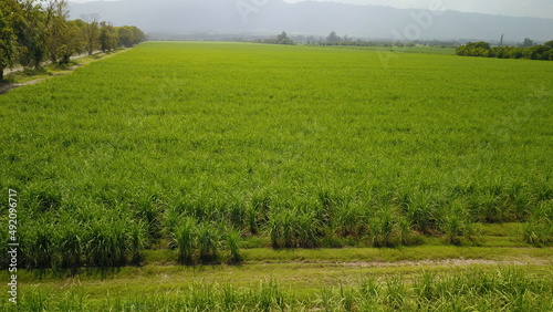 sugarcane cultivation in northwestern Argentina