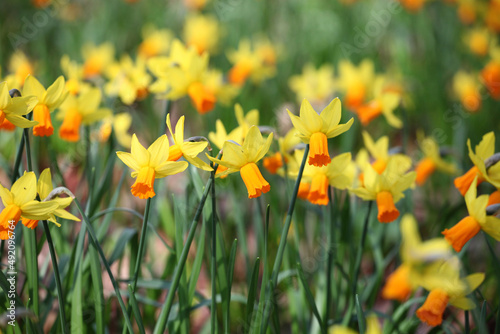 Pretty Narcissus daffodils ÔJetfireÕ in flower.