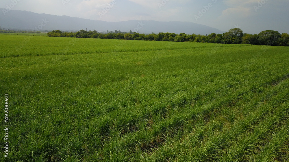 sugarcane cultivation in northwestern Argentina