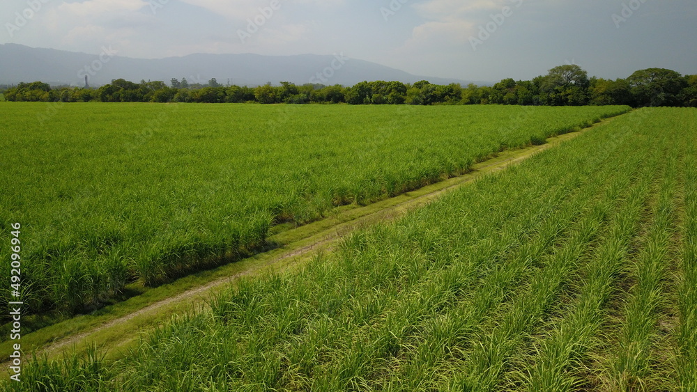sugarcane cultivation in northwestern Argentina
