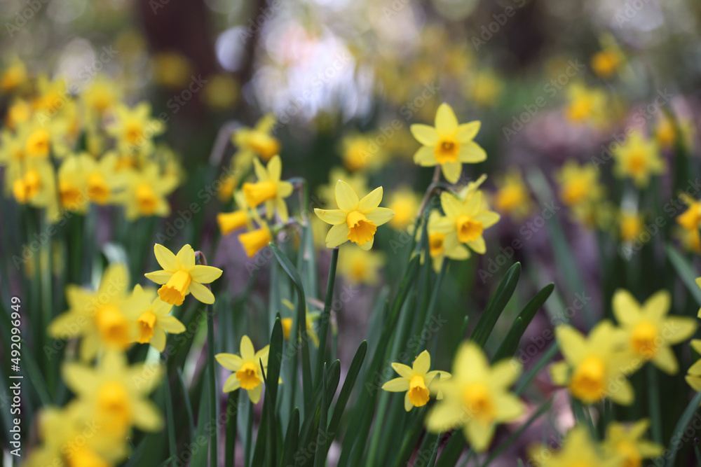 Fototapeta premium Pretty Narcissus jonquil in flower.