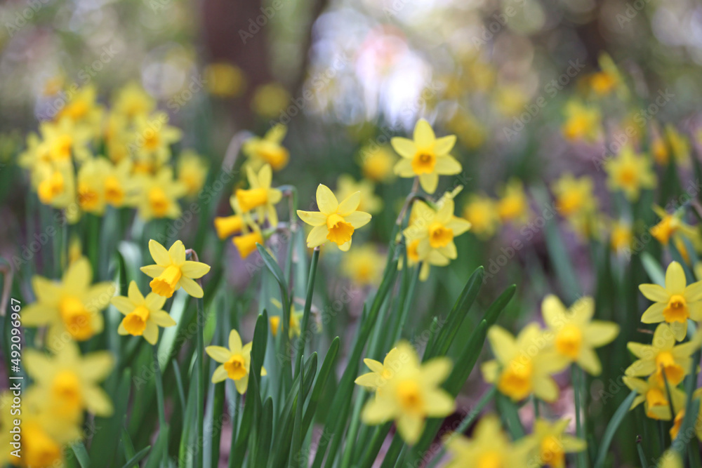 Pretty Narcissus jonquil in flower.