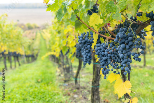 Blue grapes Cabernet Sauvignon in autumn vineyard, Southern Moravia, Czech Republic