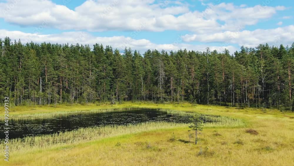 Overgrown lake on meadow surrounded by pine forest with high green trees against blue sky with white clouds in summer aerial view Overgrown lake on meadow surrounded by pine forest with high green trees against blue sky with white clouds in summer aerial view