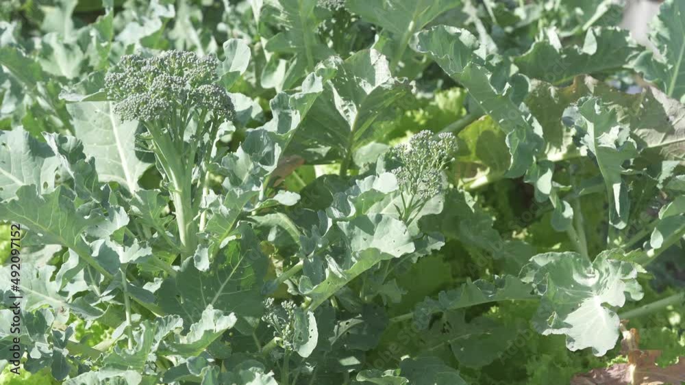 Organic Greenhouse Broccoli Organic Greenhouse Broccoli