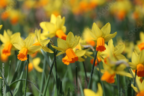 Pretty Narcissus daffodils    Jetfire   in flower.