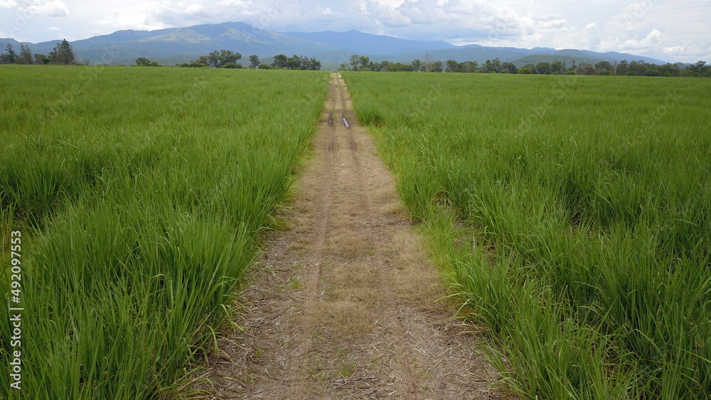 sugarcane cultivation in northwestern Argentina sugarcane cultivation in northwestern Argentina