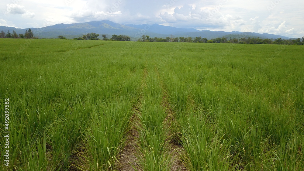 sugarcane cultivation in northwestern Argentina