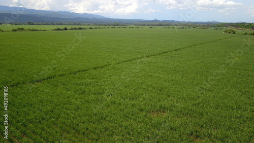 sugarcane cultivation in northwestern Argentina