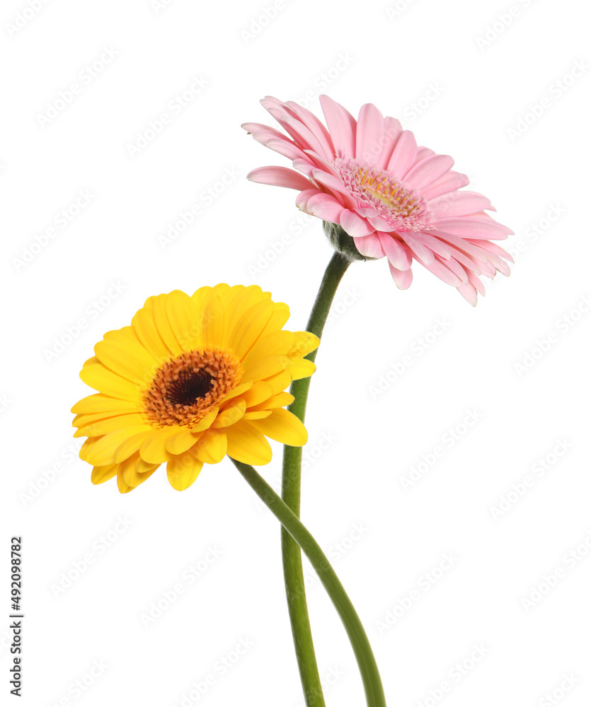 Beautiful yellow and pink gerbera flowers isolated on white