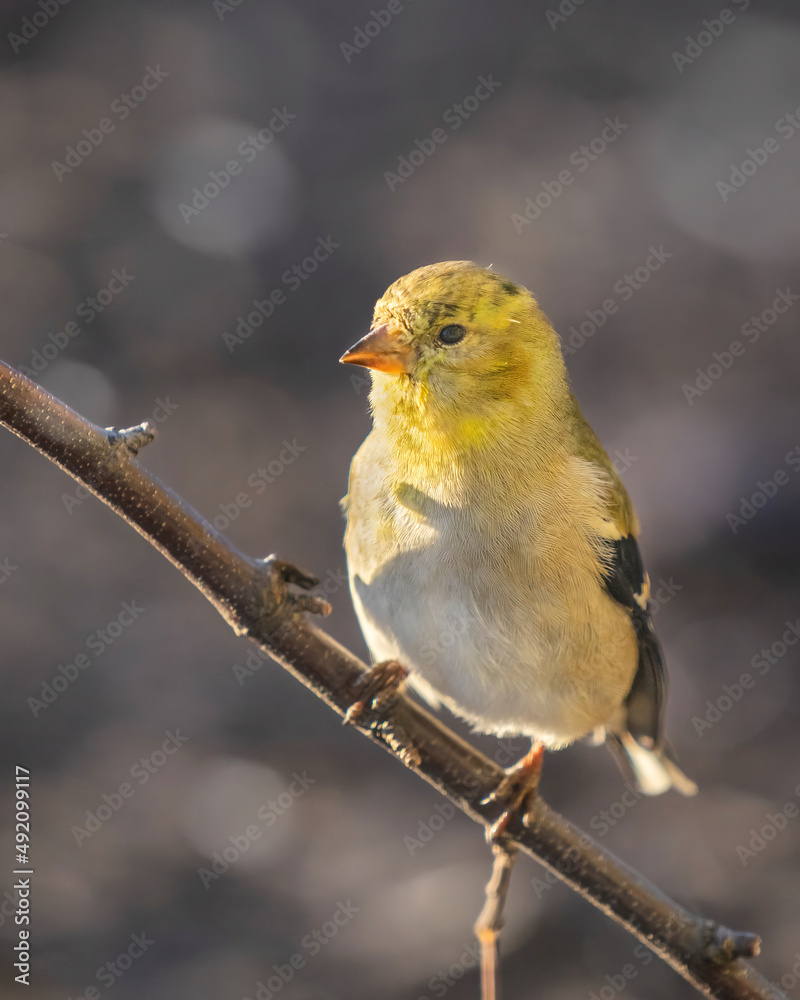 Obraz premium Gold Finch On Stick