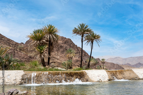 Fruitful palm trees in the Sultanate of Oman, farms for the production of dates, the harvest season of dates in the Sultanate of Oman, agricultural areas for palms