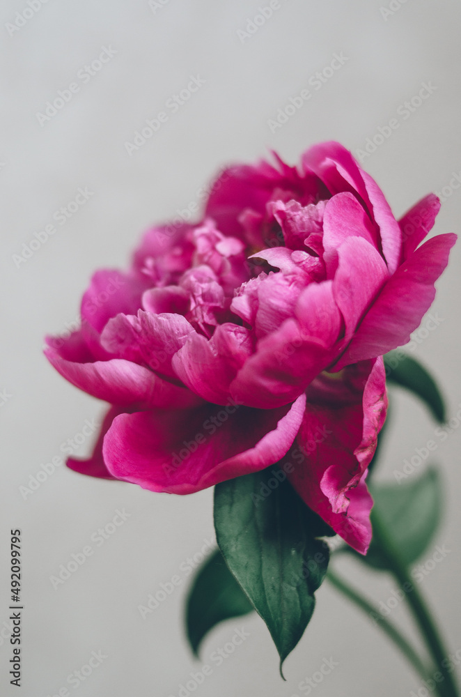 Bright lush pink peony in full bloom isolated on white background. Spring close up