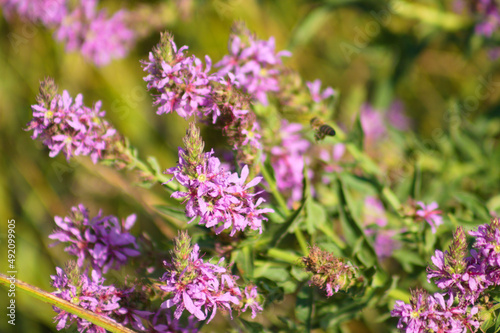 Purple loosestrife in bloom closeup view with selective focus on foreground