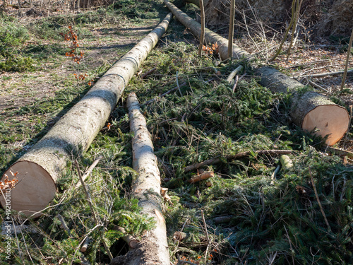 Baum im Wald umgestürzt nach Unwetter