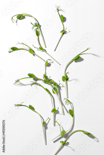 Young pea plant grown as micro green, isolated on white