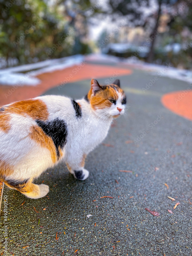 three colored cat on the walking pavement, blurred background
