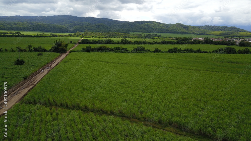 sugarcane cultivation in northwestern Argentina