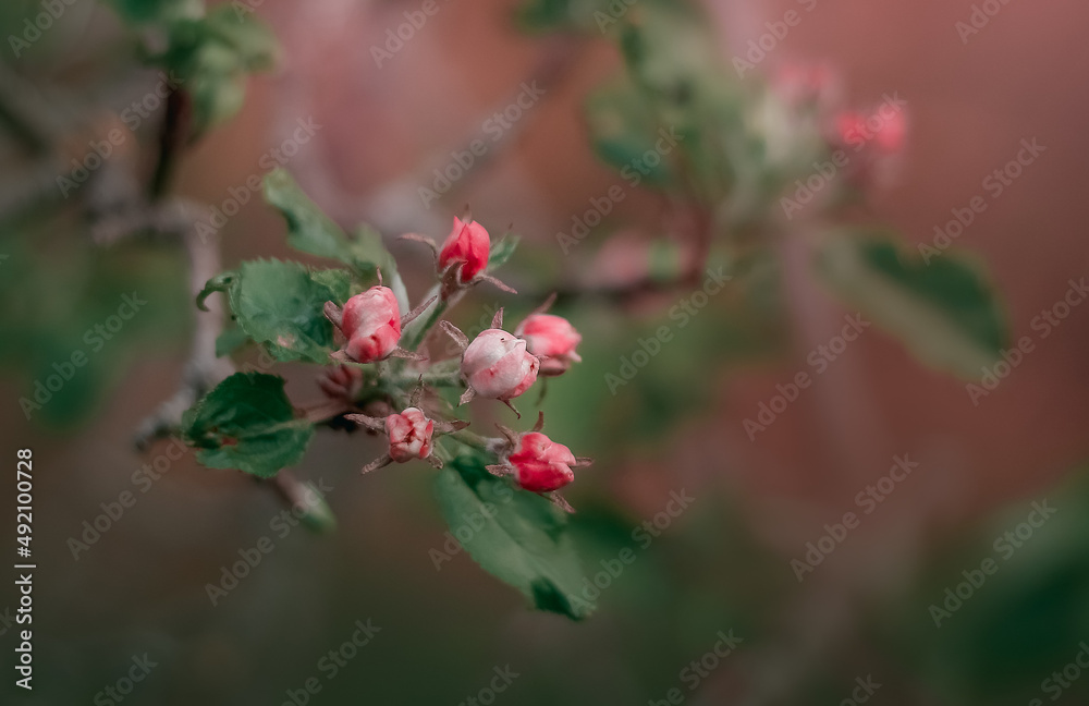 blossom in spring